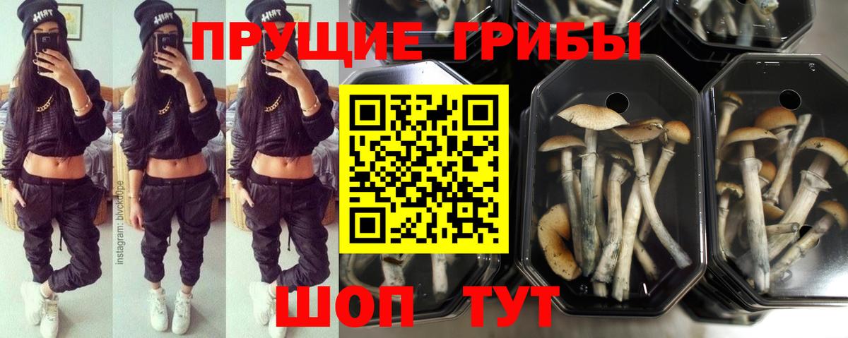 Электрогорск  Галлюциногенные грибы ЛСД  Вход с VPN  Псилоцибиновые грибы Psilocybe 
