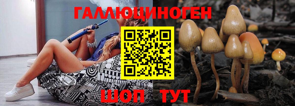 Галлюциногенные грибы Psilocybe Электрогорск